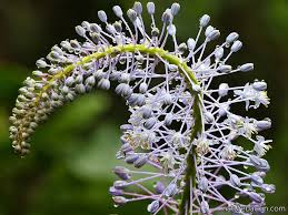 Merwilla Flower Seeds for Planting - Beautiful Blooms for Your Garden
