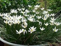 Zephyranthes Candida Flower seeds for Planting - Shade Tolerant, Heirloom & GMO Free Seeds for Home Garden