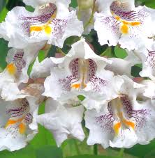White Catalpa Tree Seeds for Planting Seed Collection