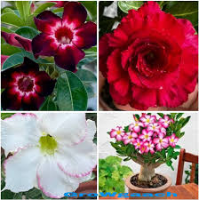 Red Adenium Obesum Flower Planting Seeds - Vibrant Desert Rose Seeds for Your Garden