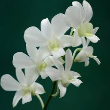 White Dendrobium Flower seeds for Planting - Easy to Grow, Heirloom & GMO Free Seeds for Home Garden