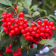 Red Sorbus Tree Seeds for a Vibrant Garden | Quality Tree Planting Seeds