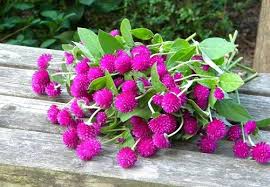 Gnome Series Gomphrena Seeds for Planting