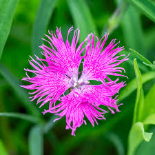 Pink Dianthus Superbus Planting Seeds Perfect for Gardens