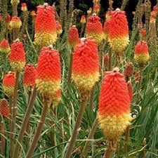 Red Kniphofia Caulescens Seeds for Planting - Vibrant Perennial Flowers