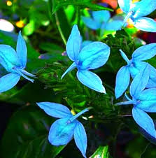 Ecbolium Viride Flower Seeds for Planting