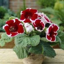 Red Gloxinia Flower Seeds for Lush Blooms Easy Planting