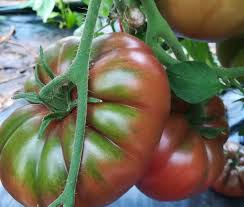 Brown Giant Tomato Seeds for Planting