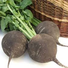 Organic Radish Seeds for Garden Planting