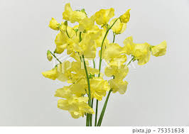 Yellow Sweet Pea Flower Seeds for Planting – Heirloom NonGMO Organic Garden Seeds – Vibrant Blooms High Germination
Sale