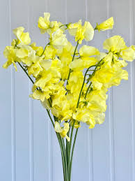 Yellow Sweet Pea Flower Seeds for Planting – Heirloom NonGMO Organic Garden Seeds – Vibrant Blooms High Germination
Sale for planting in home garden