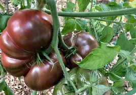 Cherokee Vegetable Seeds for Planting