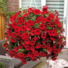 Double Madness Petunia Red Flower Planting Seeds - Vibrant Annual Seeds for Stunning Summer Blooms