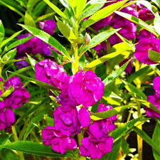 Violet Balsam Flower Seeds for Planting – Heirloom NonGMO Organic Garden Seeds – Premium Quality High Germination Blooms
Sale for planting in home garden