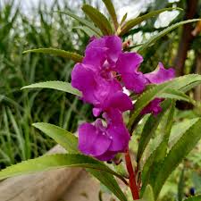 Violet Balsam Flower Seeds for Planting – Heirloom NonGMO Organic Garden Seeds – Premium Quality High Germination Blooms
Sale