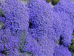 Aubrieta Perennial Flower seeds for Planting - Garden Favorite, Heirloom & GMO Free Seeds for Home Garden