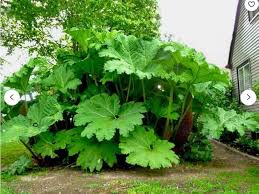 Giant Gunnera Manicata Flower seeds for Planting - Long Bloom Season, Heirloom & GMO Free Seeds for Home Garden
