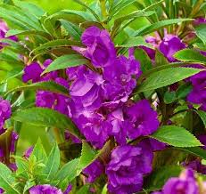 Violet Balsam Flower Seeds for Planting – Heirloom NonGMO Organic Garden Seeds – Premium Quality High Germination Blooms
Sale