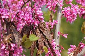 Planting Guide for Brown Redbud Tree Seeds