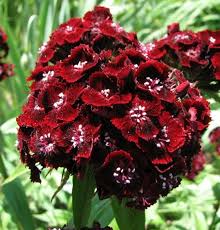 Red William Flower Seeds for Planting