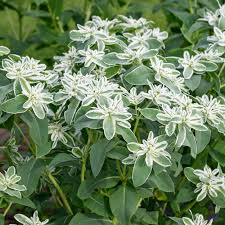 White Euphorbia Marginata for Beautiful Landscaping - Seeds for Vibrant Greenery