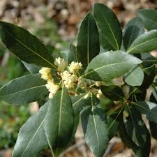 Bay Laurel Seeds Laurus Nobilis Evergreen Tree or Large Shrub Fragrant Culinary Herb Add Flavor to Soups Stews Ornamental Plant in Gardens Landscapes