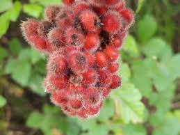 Red Rhus Aromatica Flower seeds for Planting - Cottage Garden Essential, Heirloom & GMO Free Seeds for Home Garden