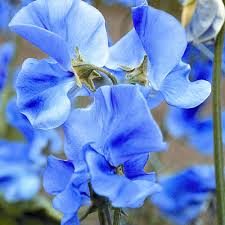 Deep Blue Sweet Pea Flower Seeds for Planting – Heirloom NonGMO High Germination Organic Garden Seeds for SunLoving Blooms
Sale for planting in home garden