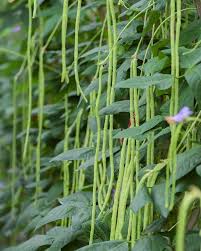 Green Dixie Lee Vegetable Planting Seeds