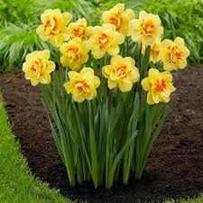 Daffodils Flower seeds for Planting - Low Maintenance, Heirloom & GMO Free Seeds for Home Garden
