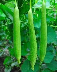 Green Zucca Luffa Seeds for Planting Vegetable Garden Essential