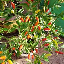 Tabasco Hot Pepper Vegetable Seeds Perfect for Gardening & Planting