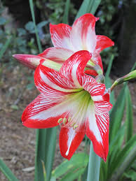 Red White Amaryllis Flower seeds for Planting - Premium Quality, Heirloom & GMO Free Seeds for Home Garden