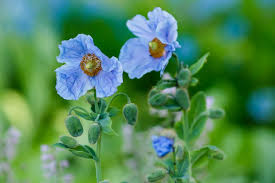 Blue Himalayan Poppy Tibetan Meconopsis Flower Seeds for Planting - Vibrant Garden Blooms