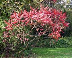 Pink Staghorn Sumac Seeds - Perfect for Tree Planting