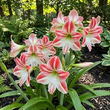 Red White Amaryllis Flower seeds for Planting - Premium Quality, Heirloom & GMO Free Seeds for Home Garden