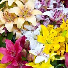 Lilium Mix Planting Seeds - Vibrant Garden Blooms for Spring & Fall