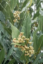 Bay Laurel Seeds Laurus Nobilis Evergreen Tree or Large Shrub Fragrant Culinary Herb Add Flavor to Soups Stews Ornamental Plant in Gardens Landscapes