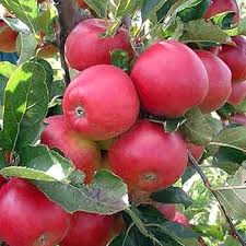Fuji Apple Seeds for Planting Grow Sweet, Juicy Apples at Home