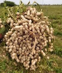 Peanut Variety for Planting Seed for Generous Harvests in Your Garden