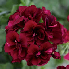 Burgundy Geranium Flower Seeds for Planting – Heirloom NonGMO Organic Garden Seeds – Sun Loving High Germination
Sale for planting in home garden