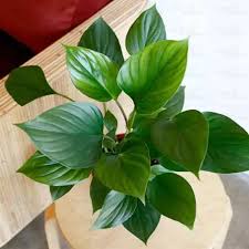 Green Homalomena Flower seeds for Planting - Garden Favorite, Heirloom & GMO Free Seeds for Home Garden