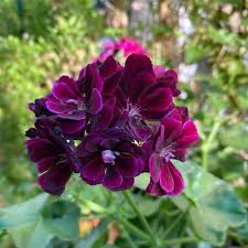 Burgundy Geranium Flower Seeds for Planting – Heirloom NonGMO Organic Garden Seeds – Sun Loving High Germination
Sale
