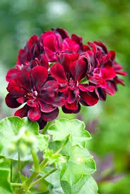 Burgundy Geranium Flower Seeds for Planting – Heirloom NonGMO Organic Garden Seeds – Sun Loving High Germination
Sale