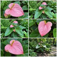 Cream Pink Anthurium Flower Seeds for Easy Planting