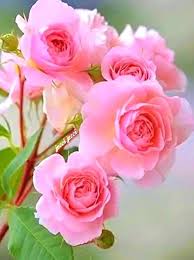 Light Pink Home Garden Rose Flower Seeds Heirloom NonGMO Organic Garden Seeds for Planting
Sale