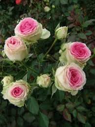 Green and Pink Rose Flower Seeds for Planting