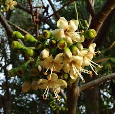 Ceiba Pentandra Flower Seeds Easy Planting for Tropical Yellow Blooms