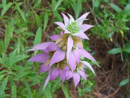 Purple Monarda Punctata Flower seeds for Planting - Seasonal Bloomer, Heirloom & GMO Free Seeds for Home Garden