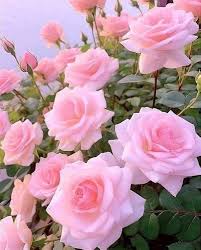 Light Pink Home Garden Rose Flower Seeds Heirloom NonGMO Organic Garden Seeds for Planting
Sale